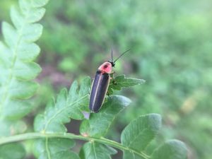 Light Up WV surveys firefly populations in state parks
